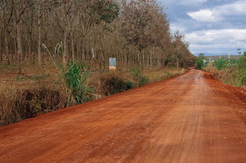 Trees Near on the Dirt Road 