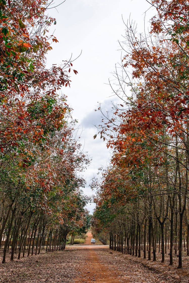 Road Between The Autumn Trees