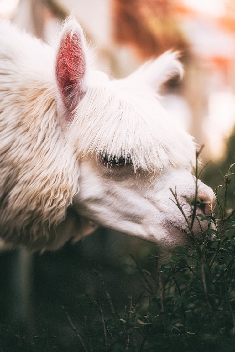 Llama Eating Grass