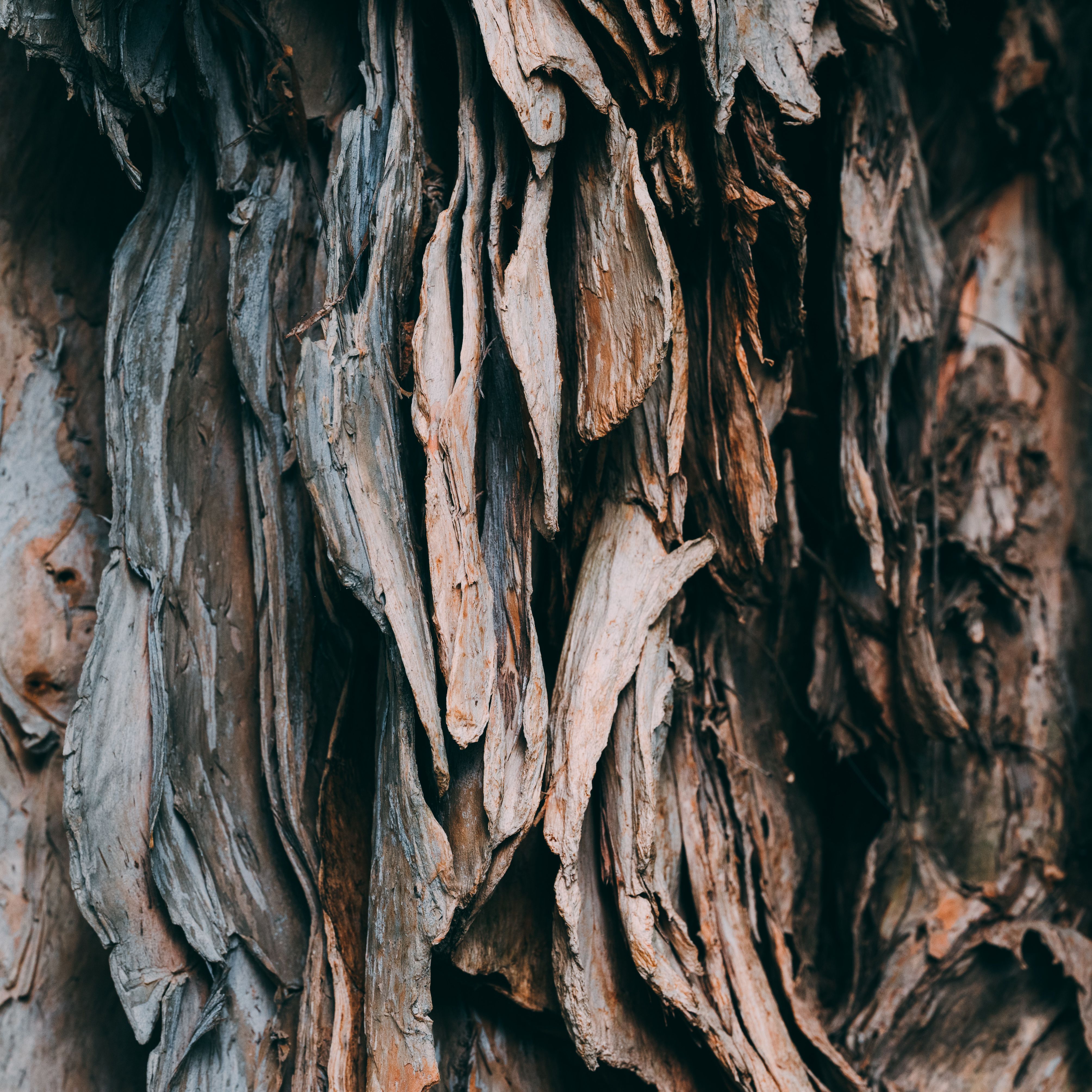 Detailed close-up of tree bark showcasing unique textures and natural patterns.