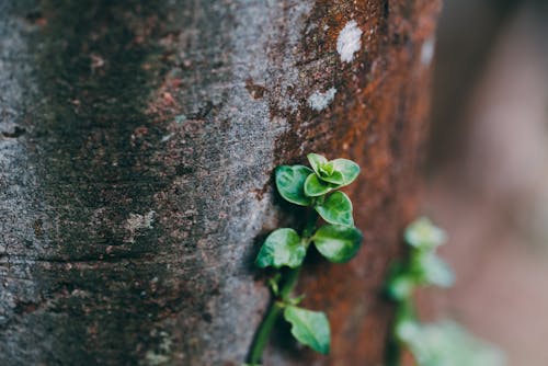 Leaves on Tree Bark