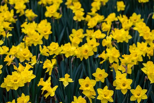 Daffodils in Bloom 