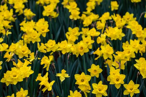 Free A stunning display of bright yellow daffodils in full bloom, capturing the essence of spring. Stock Photo