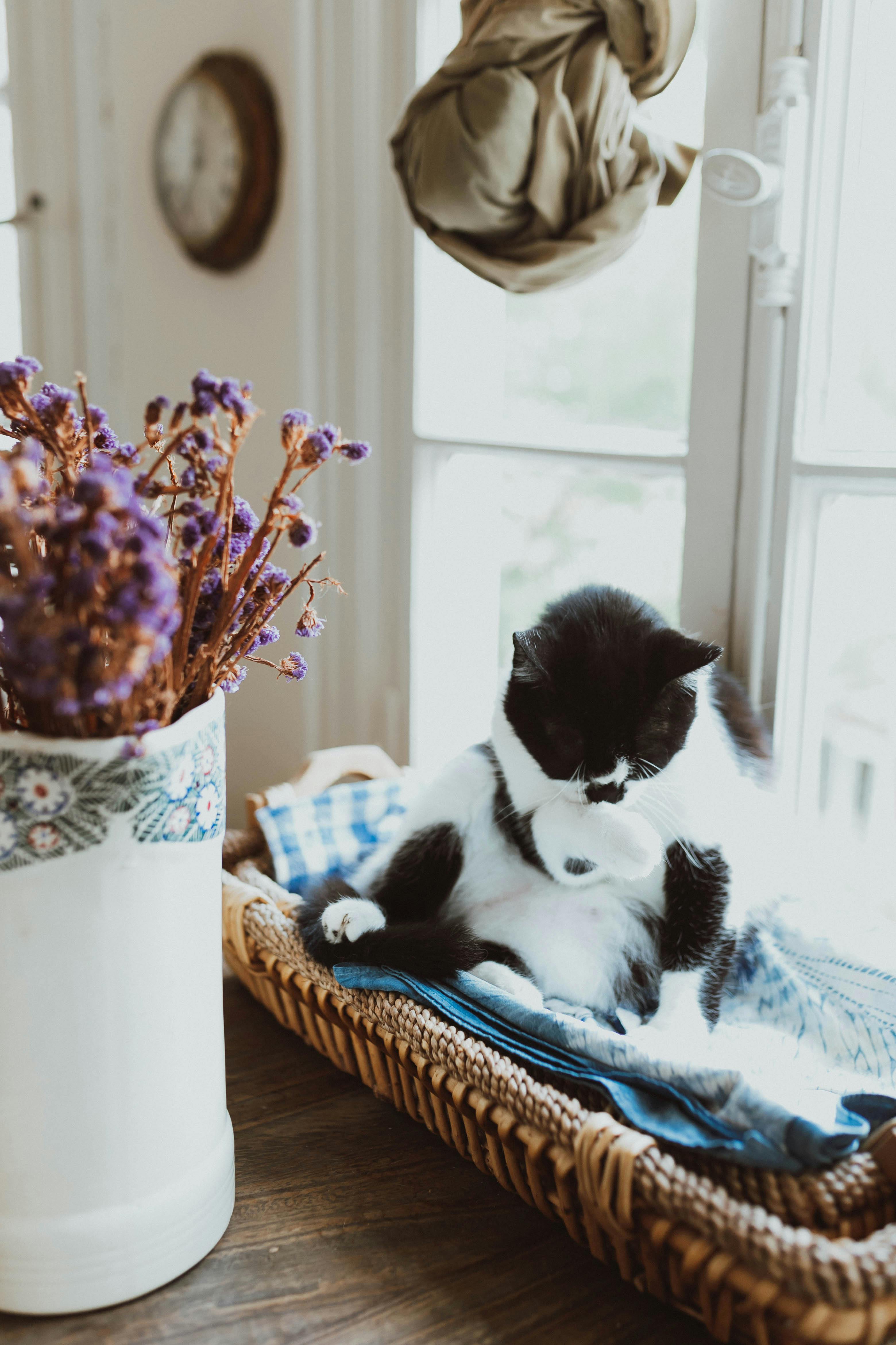 Black and White Cat's Nest