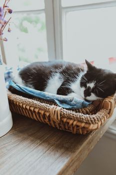 A cute black and white cat peacefully sleeping in a wicker basket by a sunny window.