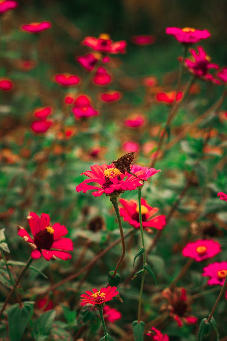 Butterfly And Red Flowers