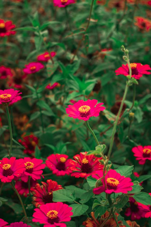 Gratis lagerfoto af blomster, frisk, kronblade