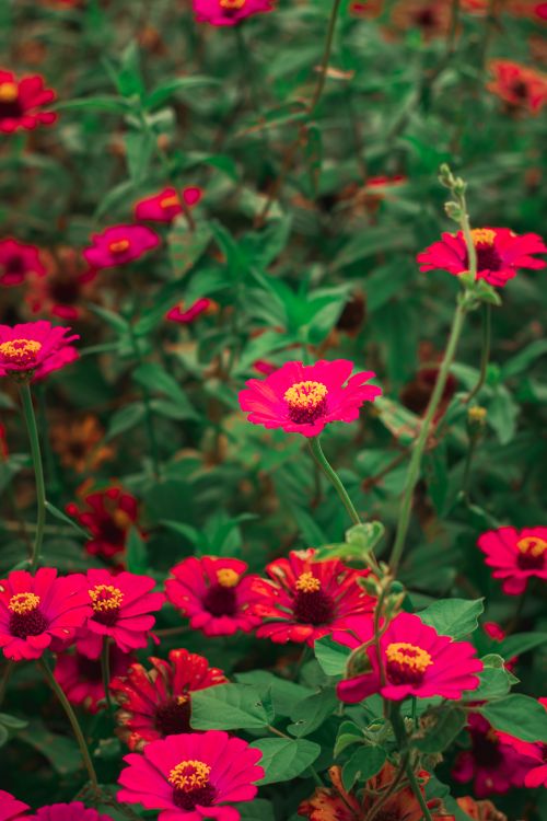 Free Lush red zinnia flowers in a vibrant garden setting, perfect for nature enthusiasts. Stock Photo