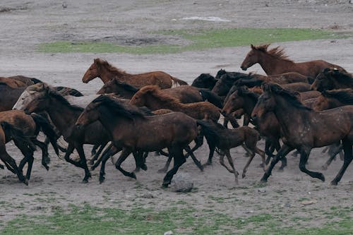 Gratis Immagine gratuita di animali, cavalli, competizione Foto a disposizione