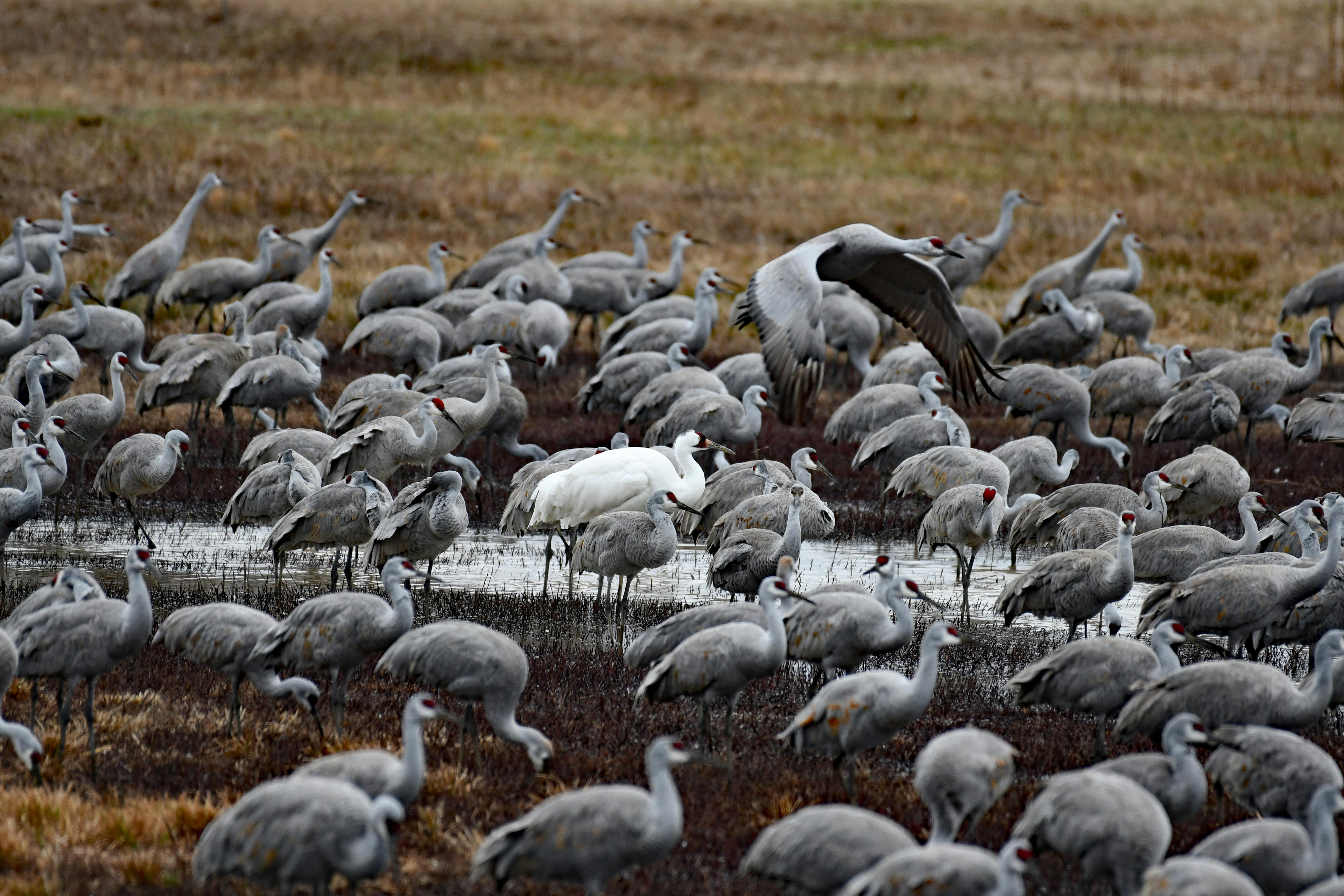 Flock of Herons · Free Stock Photo