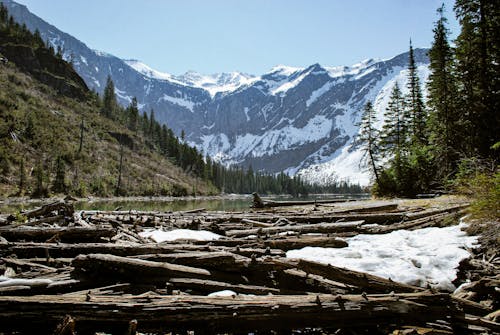 Wood Logs near River in Forest in Mountains