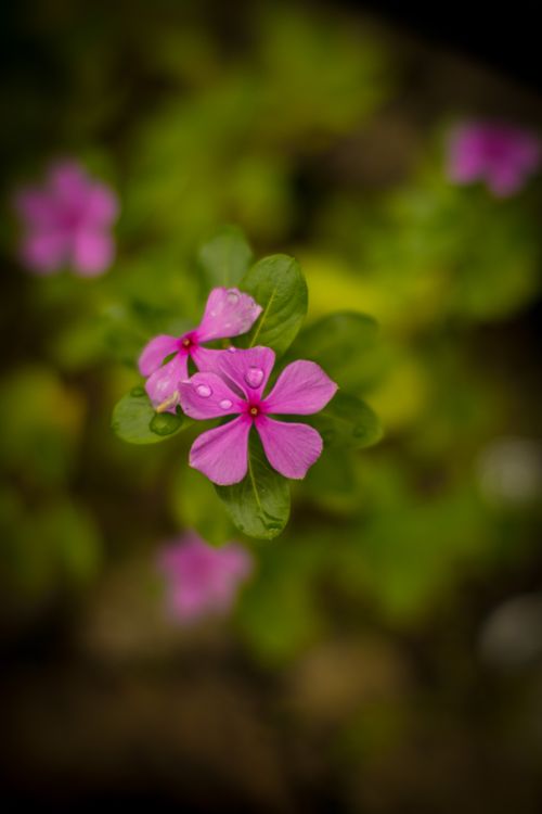 Free Close-up of vibrant pink flowers with raindrops in São Sebastião garden, Brazil. Stock Photo