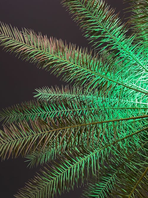 Free stock photo of green, night, palm tree