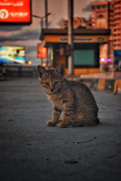 A Stray Tabby Cat on the Ground