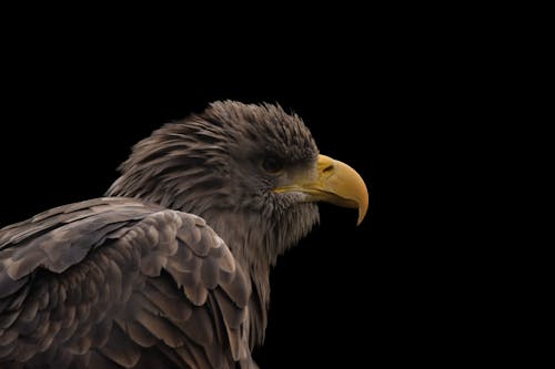 Immagine gratuita di animall, aquila, fotografia naturalistica