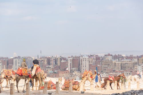 Безкоштовне стокове фото на тему «будівлі, верблюди, люди»