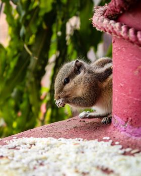 hamster photo