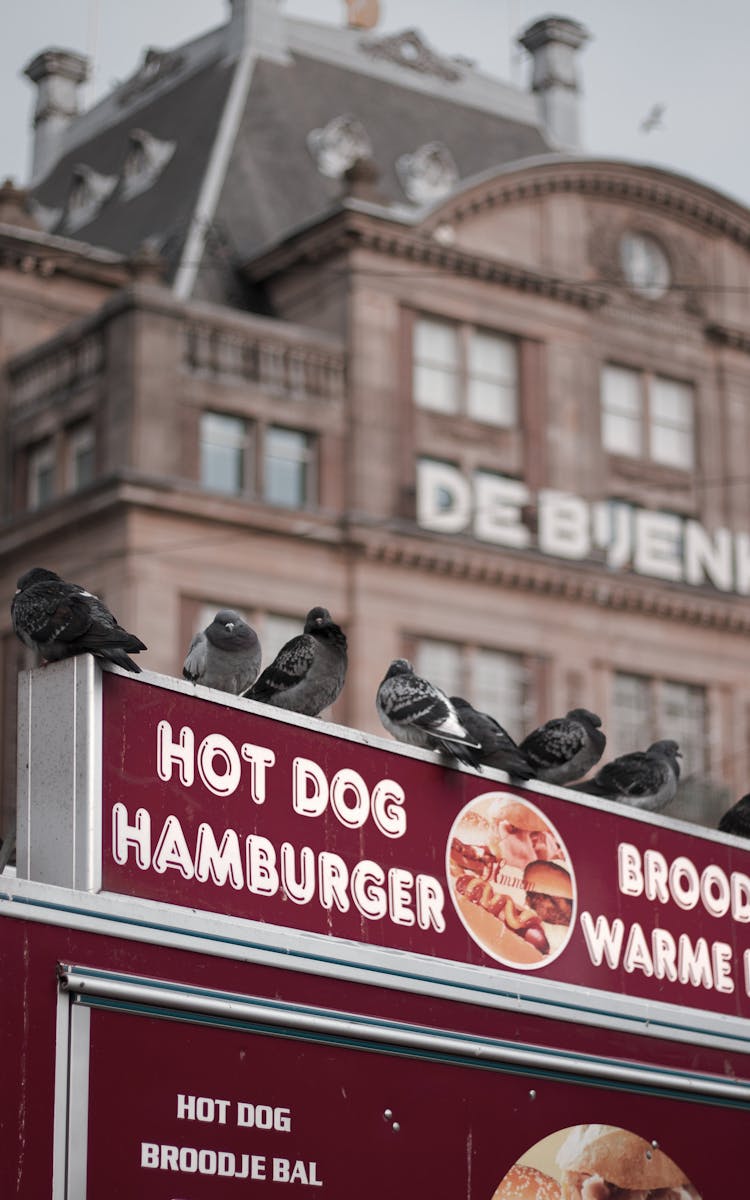 Pigeons On Wall Of Hot Dog And Hamburger Stand