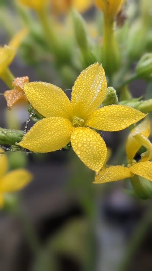 Yellow Flower With Dewdrops 