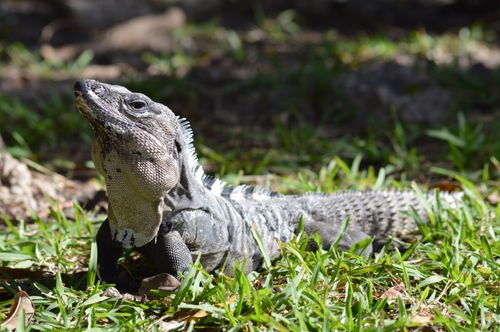 Free A black spiny-tailed iguana basking in the sun on green grass in Quintana Roo, Mexico. Stock Photo