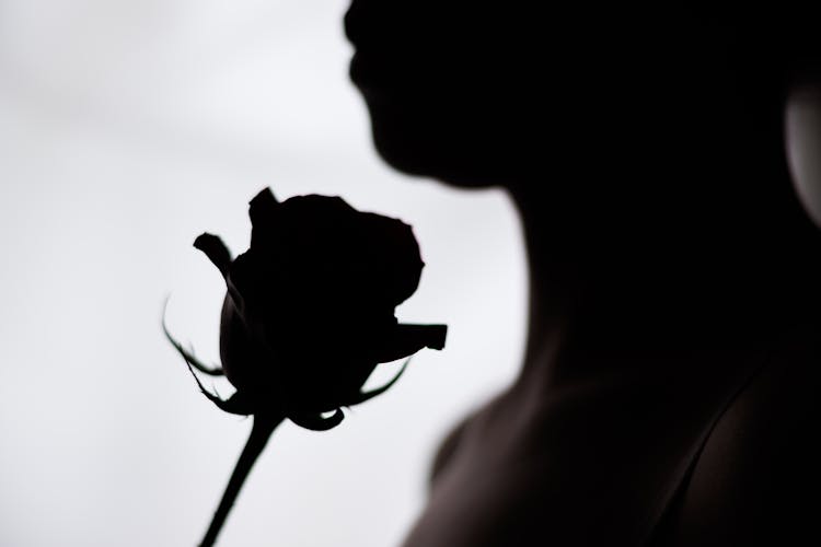 Silhouette Of A Rose Flower