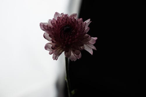 그림자, 꽃이 피는, 꽃잎의 무료 스톡 사진