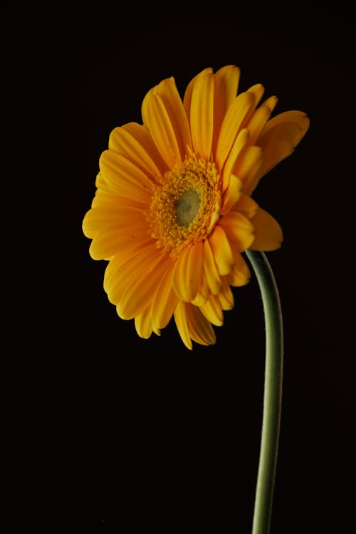 Yellow Flower in Close Up Photography