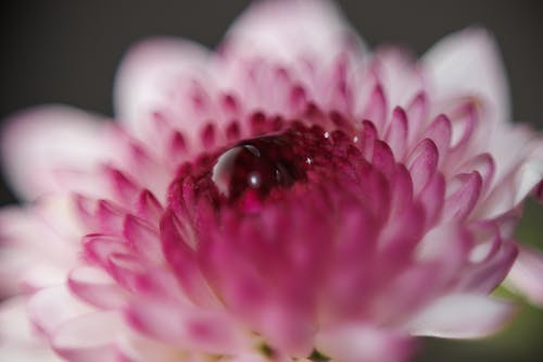 ピンク, フローラ, 庭園の無料の写真素材