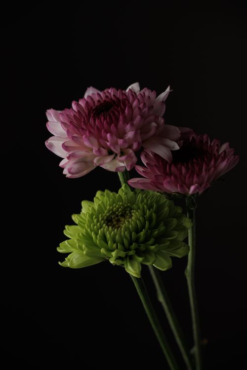 Free Beautiful trio of pink and green chrysanthemums against a dark background, capturing delicate floral elegance. Stock Photo