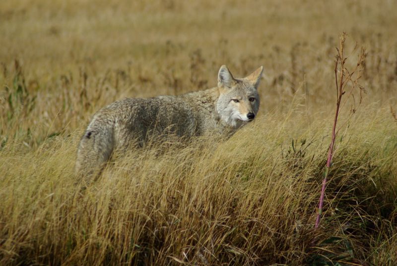 Wild coyote standing in a grass field, illustrative photo