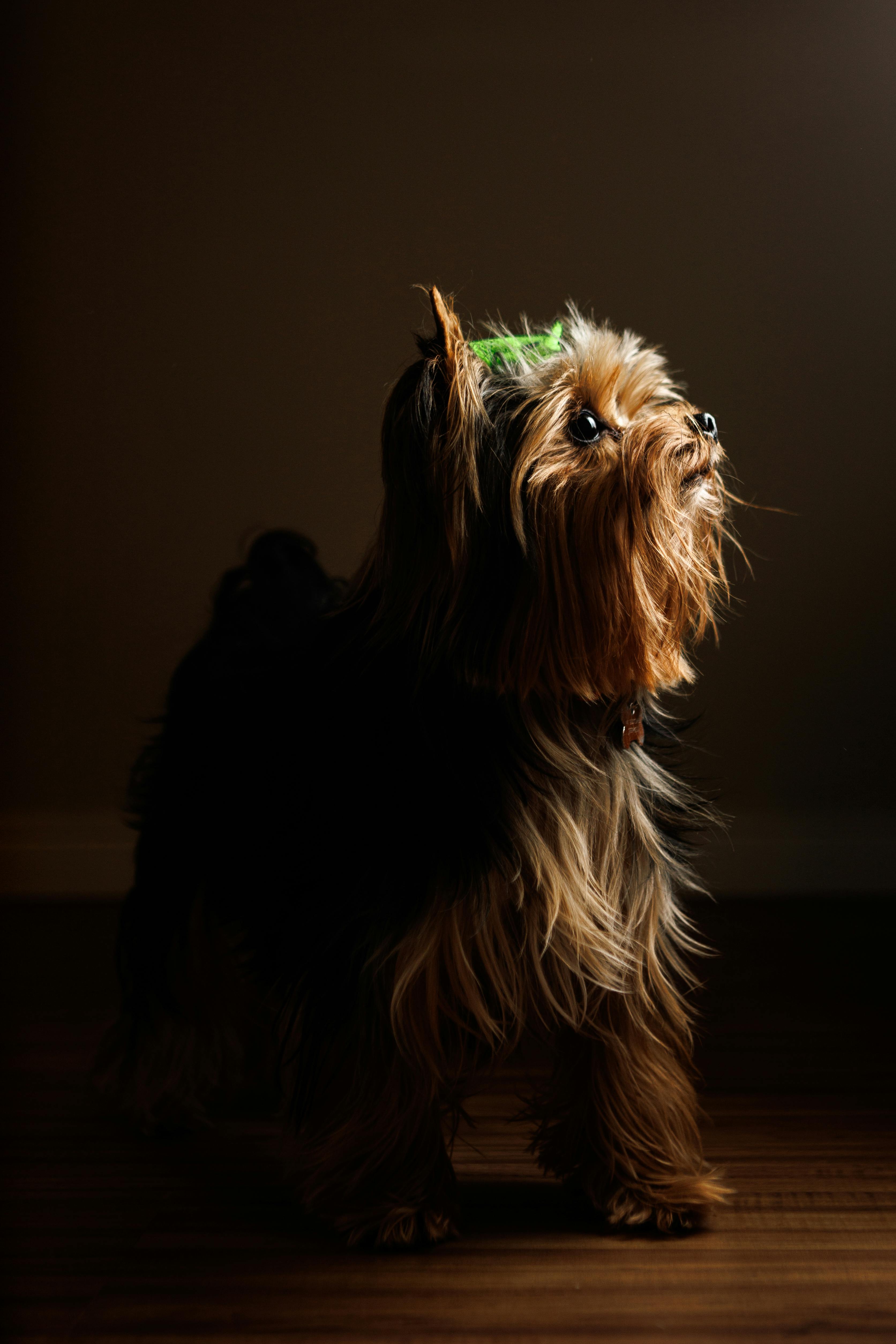 HD dog puppy yorkie wallpapers | Peakpx