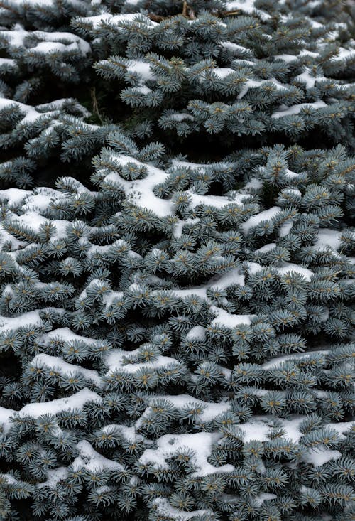 Ice Frost on Evergreen Tree