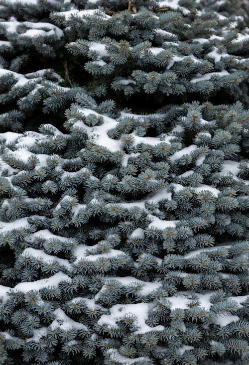 Fotobanka s bezplatnými fotkami na tému chladné počasie, ihličnan, ihličnaté listy