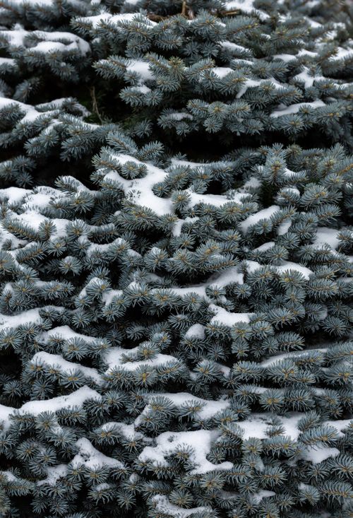 Free Close-up of snow on evergreen branches highlighting winter beauty. Stock Photo