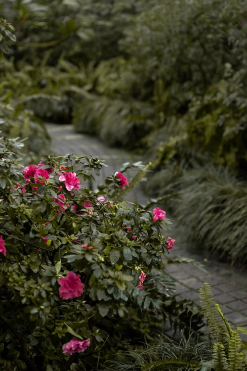 Free A serene garden pathway lined with vibrant pink flowers and lush green leaves, exuding a calm, natural ambiance. Stock Photo