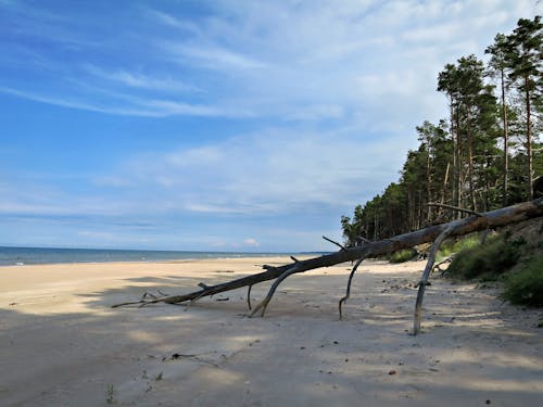 Broken Tree on Beach