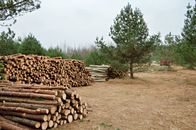 Organized piles of conifer logs in a serene forest setting, Latvia.