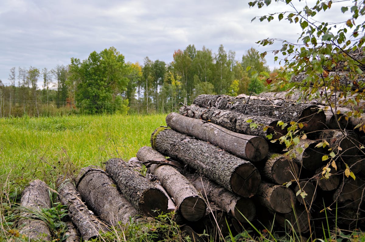 Overgrown field before & after mulching