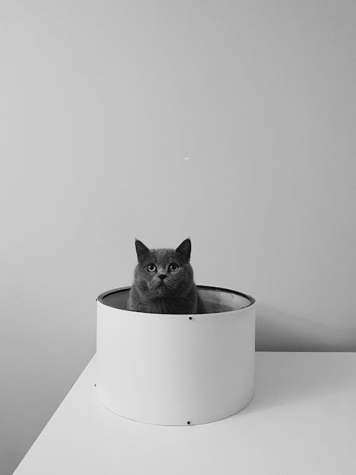 Cat in Bowl on Table