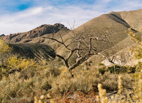 Free Scenic view of a barren tree against distant mountains under a blue sky. Stock Photo