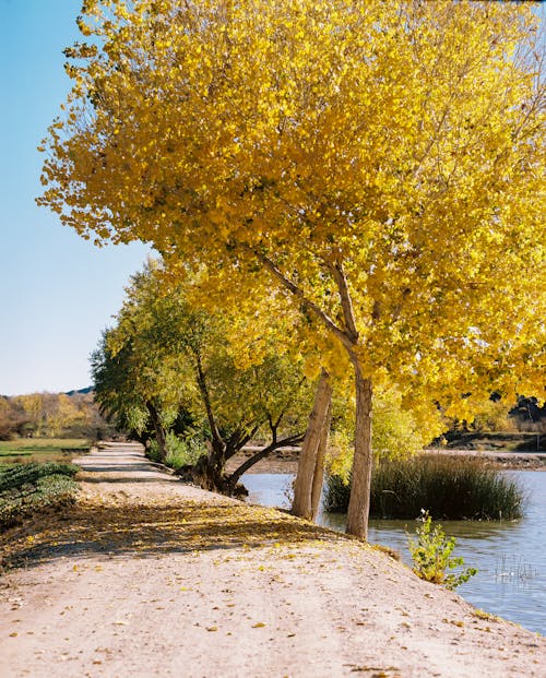 Foto d'estoc gratuïta de arbres, Camí, carretera