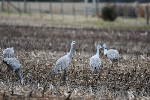 Cranes in Field