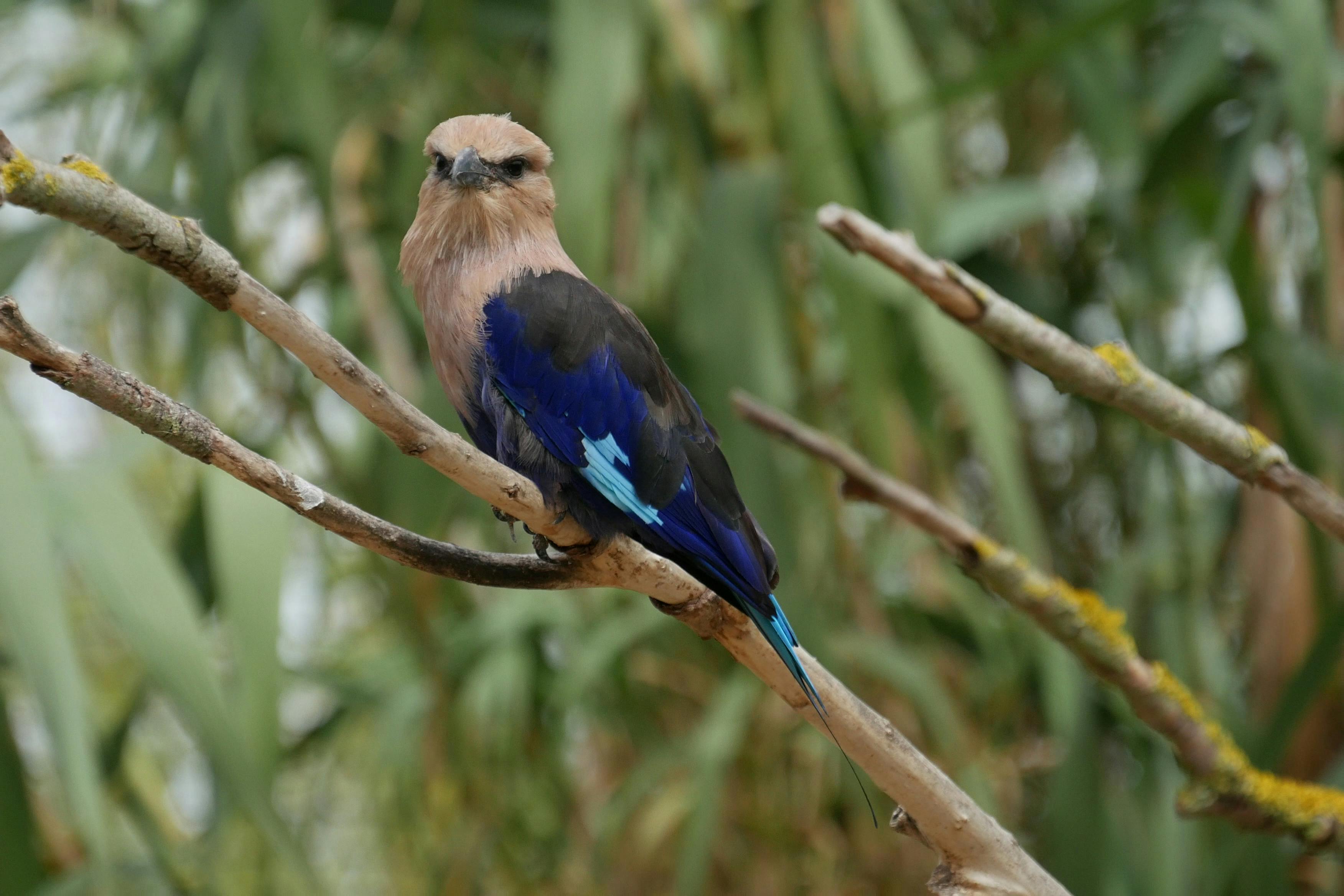 Blue and Brown Birds Sitting on Branch ?? Free Stock Photo