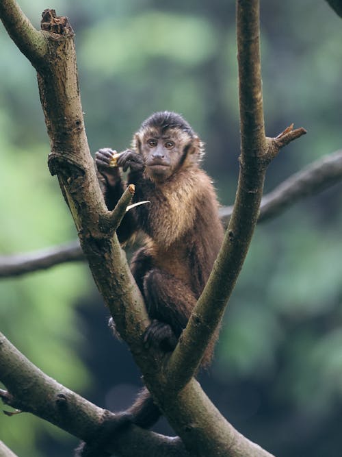 Fotobanka s bezplatnými fotkami na tému cicavec, divočina, fotografie zvierat žijúcich vo voľnej prírode