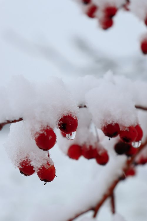 Free Close-up of snow-covered red berries on a tree branch in winter atmosphere. Stock Photo