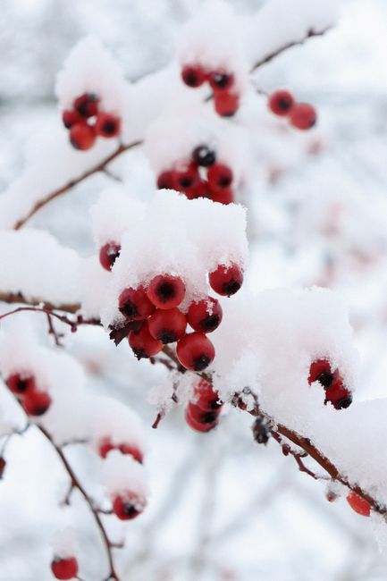 Close-up of red berries on a snowy tree branch, highlighting winter's beauty.