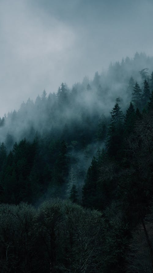 垂直拍摄, 常綠, 有薄霧的 的 免费素材图片