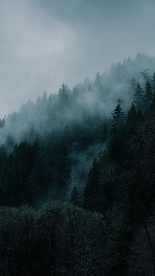 Free Moody forest landscape with mist shrouding evergreen trees in Port Angeles, WA. Stock Photo