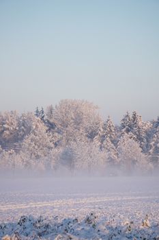 A serene winter forest scene with snow and fog under a clear blue sky at dawn.