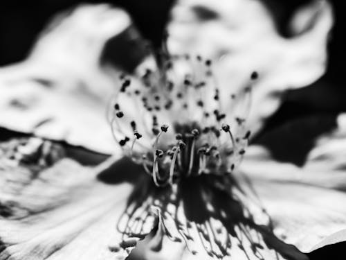 Blooming Flower in Black and White